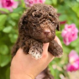 Hazel - Brown female Lagotto Romagnolo puppy in Barrington, Illinois from Lagotto Illinois