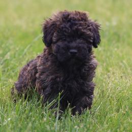 Onna - Merle female Whoodle puppy in West Bend, Iowa from Blue Skies Terriers
