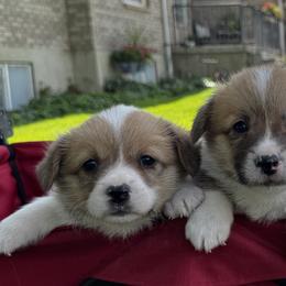 Cherry - Red female Pembroke Welsh Corgi puppy in Elberta, Utah from 3F Farms- Pembroke Welsh Corgis and Irish Wolfhounds