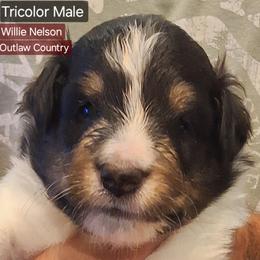 Shetland Sheepdog Puppies from Country Acres Shetland Sheepdogs