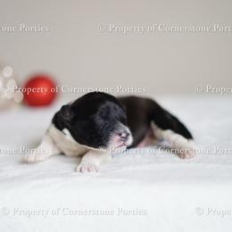 Noel - Black and white female Portuguese Water Dog puppy in Brookville, Ohio from Cornerstones Porties