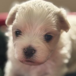 Teddy Snow Angel - White male Bichon Frise puppy in Anza, California from Top Shepherd -Bichon Frisé-Maltise