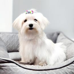 Blueberry - Maltese