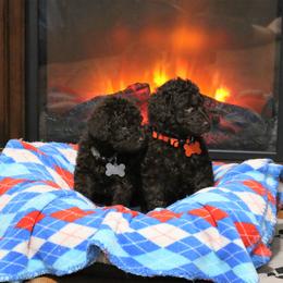Poodle Puppies from RK'S Pets