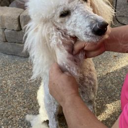 Poodles from RAYO KENNELZ