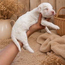Colin Bridgerton - White male Poodle puppy in Spring Hills, Florida from The Olympus Standard Poodle