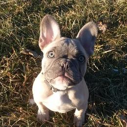 French Bulldog Puppies from Sproull's Fabulous French Bulldogs of Howell Michigan
