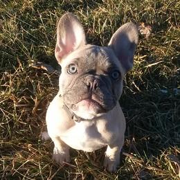 French Bulldog Puppies from Sproull's Fabulous French Bulldogs of Howell Michigan