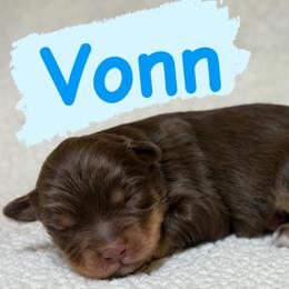 Vonn (Male 2) - Red phantom male Aussiedoodle puppy in South Central, Pennsylvania from Windy Hills Mini Aussies & Doodles