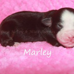 Marley - Black tri female Miniature American Shepherd puppy in Godley, Texas from Flying H Toy and Mini Aussies