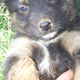 Australian Shepherd Puppies from 4-N Aussie