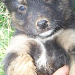 Australian Shepherd Puppies from 4-N Aussie