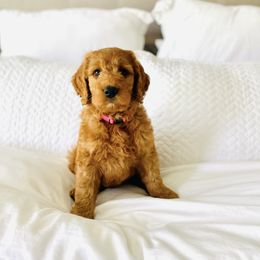 Goldendoodle and Sheepadoodle Puppies from McClelland Doodles