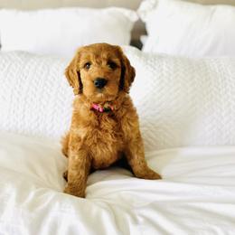 Goldendoodle and Sheepadoodle Puppies from McClelland Doodles