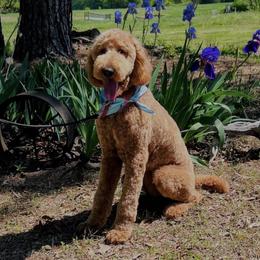 Roxy - Poodle