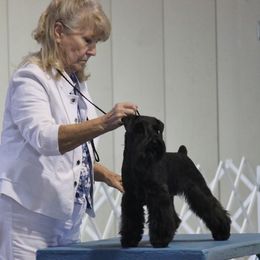 Miniature Schnauzer All Grown Up from Bizzy Acres Miniature Schnauzers