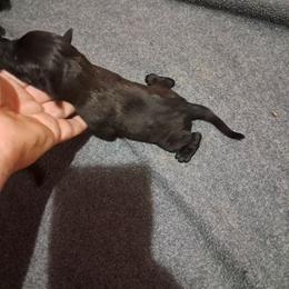 Boy 3 - Black male Cane Corso puppy in Clarksburg, West Virginia from West By God Virginia Cane Corso