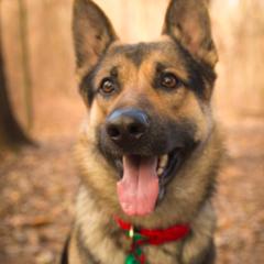German Shepherd All Grown Up from vom Silbersand German Shepherds