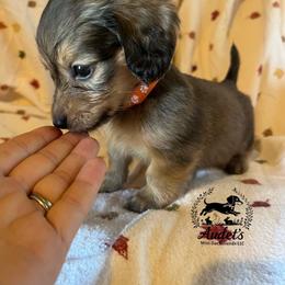 Kellogg - Cream male Dachshund puppy in East Dover, Vermont from Audet’s Mini Dachshunds