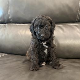 Bella - Chocolate and White - Female - Chocolate female Goldendoodle puppy in Wickenburg, Arizona from Gentle Paw Goldendoodles