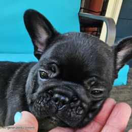 French Bulldog Puppies from Stella's Stars French Bulldogs