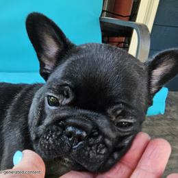 French Bulldog Puppies from Stella's Stars French Bulldogs