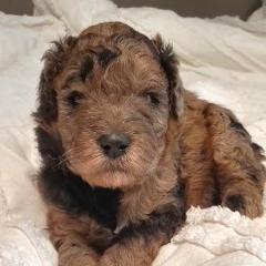 Boy 2 - Merle male Whoodle puppy in Tomball, Texas from Texas Puppy Dreams LLC dba Whoodles and Co.