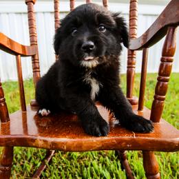 Buzz - Black & white male Australian Shepherd puppy in Alvin, Texas from Gulf Coast Aussies