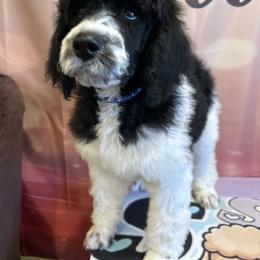 Toby - Parti male Poodle puppy in Mobile, Alabama from Semmy’s Standard Poodle LLC