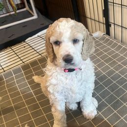 Cream and white girl (service dog lines) - Poodle puppy from Hernwood Heelers