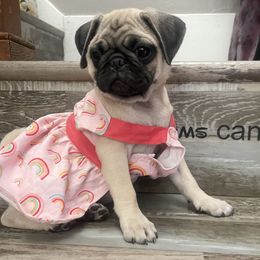 Pixie - Fawn female Pug puppy in Winter Haven, Florida from The Pugarazzi