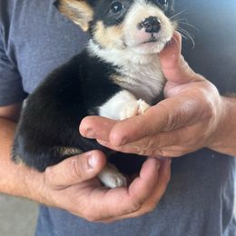 Male Six - Black and white American Corgi puppy in Gentry, Arkansas from K Heart Ranchita