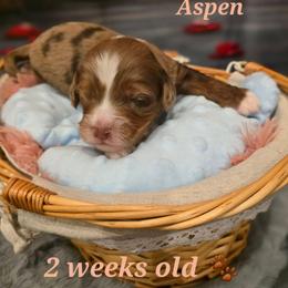 Aspen - Red merle male Aussiedoodle puppy in Prescott Valley, Arizona from Ramirez Family Doodles