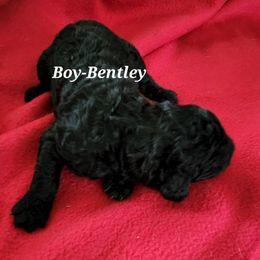 Bentley - Poodle puppy in Burleson, Texas from Patriotic Poodles