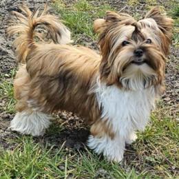 Dex - Yorkshire Terrier