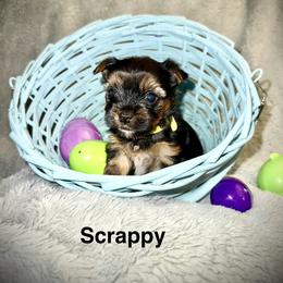 Yorkshire Terrier Puppies from Sundays Yorkies