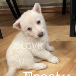 American Eskimo Dog and German Shepherd Puppies from Lone Cone Kennels