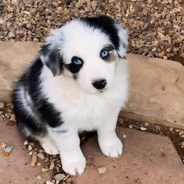 Sally - Blue merle female Australian Shepherd puppy in Neola, Utah from Wall To Wall Aussies