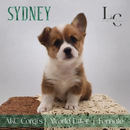 Sydney - Sable female Pembroke Welsh Corgi puppy in Pine Village, Indiana from NL Horsemanship