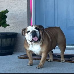 Petunia or Tunie - Red and white female Bulldog puppy in Lakeland, Florida from Bulldog Chronicles