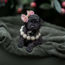 Cavapoo, Cockapoo, and Poodle Puppies from Heavenly Puppies to Love