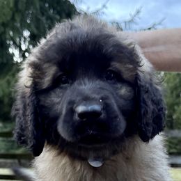 Leonberger Puppies from Tir na nOg Leonbergers