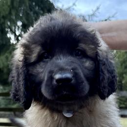 Leonberger Puppies from Tir na nOg Leonbergers