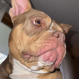 American Bullies from Solidified Midwest Bullies