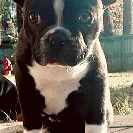 Boy 1 - Black and white Boston Terrier puppy in Benton, Arkansas from Kimbo’s Bostons