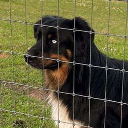 Gunner - Australian Shepherd