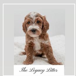 Valor - Red  male Goldendoodle puppy in Hollister, Missouri from Wild Acres Goldendoodles
