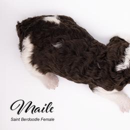 Bernedoodle, Saint Berdoodle, and Sheepadoodle Puppies from Yankee Doodle Puppies