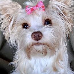 Kacey - Yorkshire Terrier
