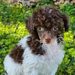 Frappuccino - Parti male Poodle puppy in Salem, Missouri from Meadowbrook Poodles